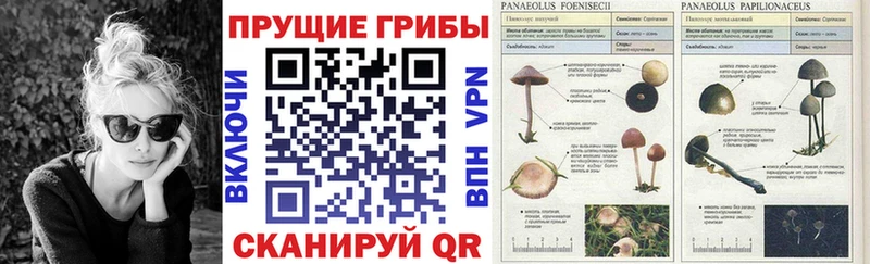 Галлюциногенные грибы мицелий  Талдом 